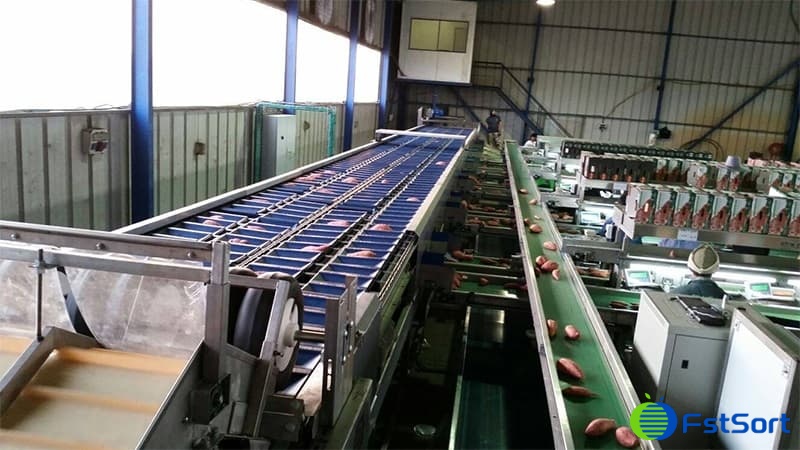 sweet-potato-packing-line sweet-potato-packing-line