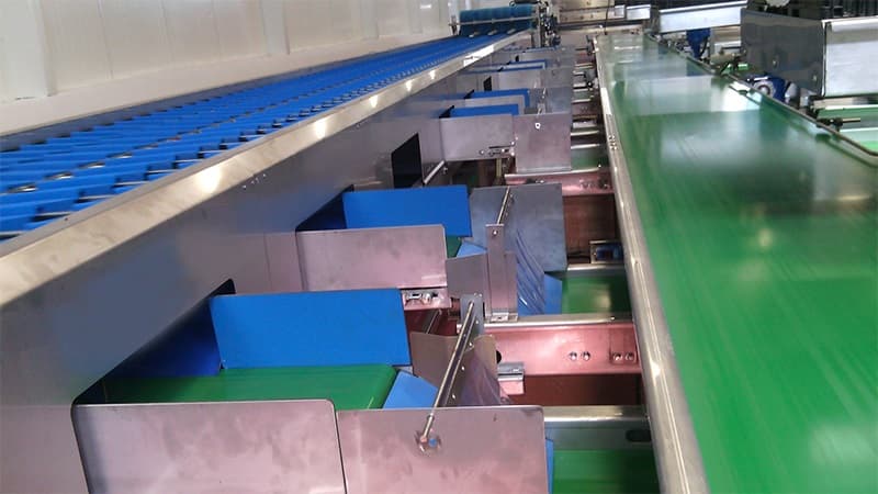 sweet-potato-sorting-packing-line