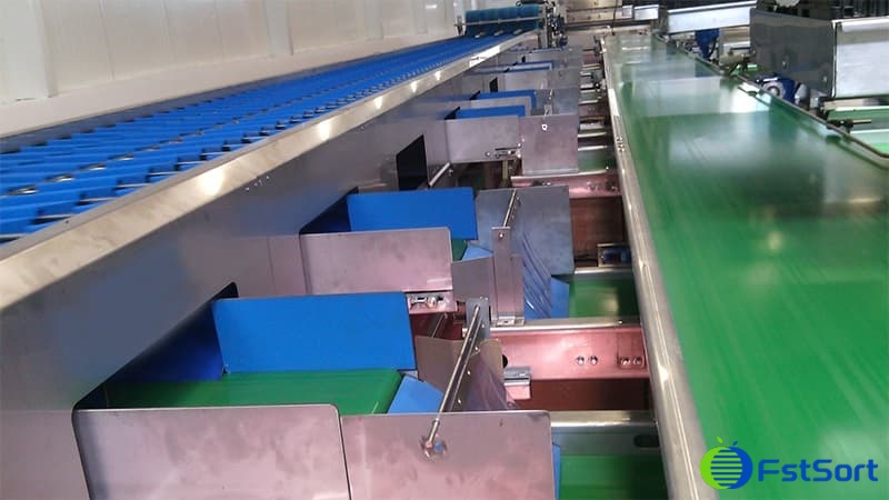 sweet-potato-sorting-packing-line sweet-potato-sorting-packing-line