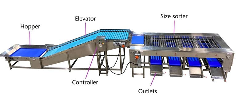 eggplant-sorting-machine