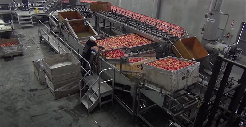 apple-cleaning-sorting-line