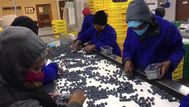 blueberry-grading-machine