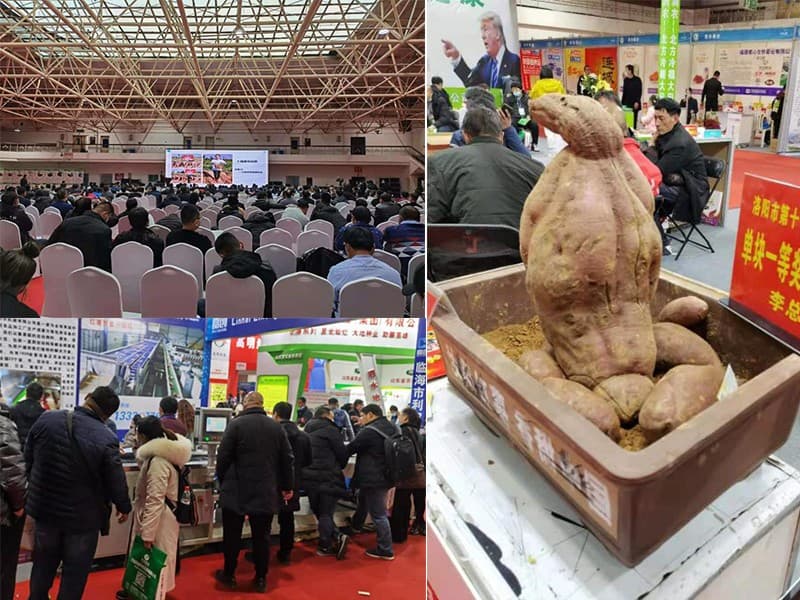 Sweet potato exhibition