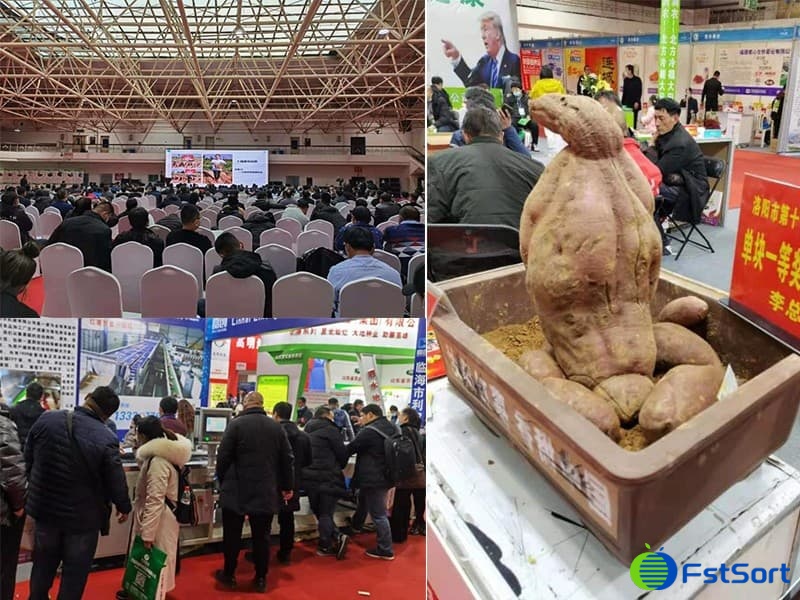 Sweet potato exhibition Sweet potato exhibition