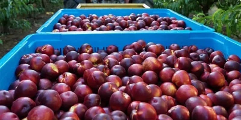 stone fruits