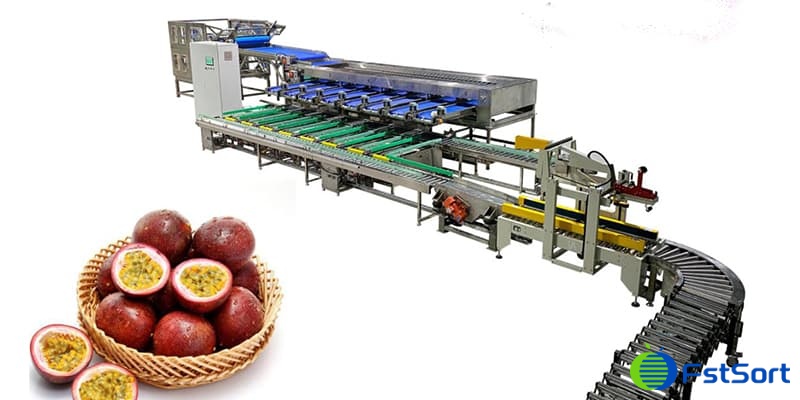 passion-fruit-sorting-packing-machine passion-fruit-sorting-packing-machine