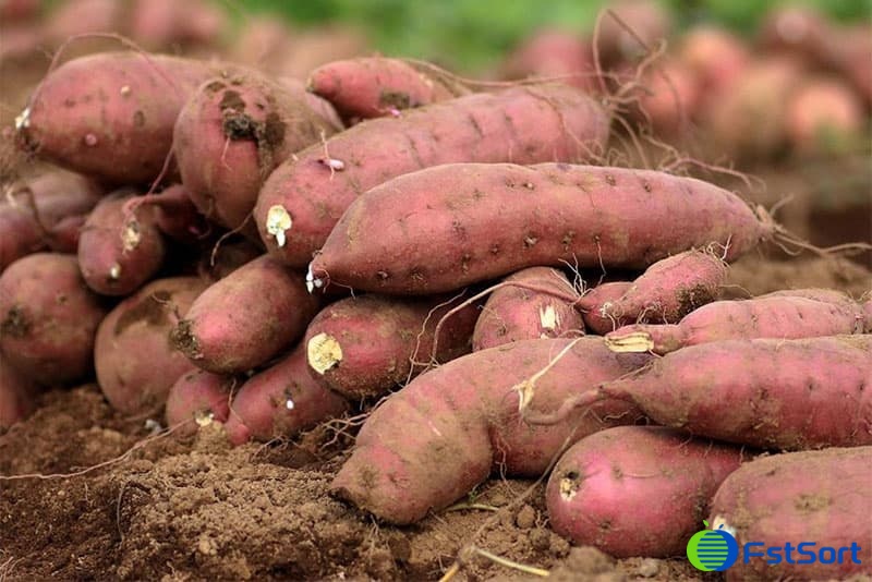 sweet potatoes sweet potatoes