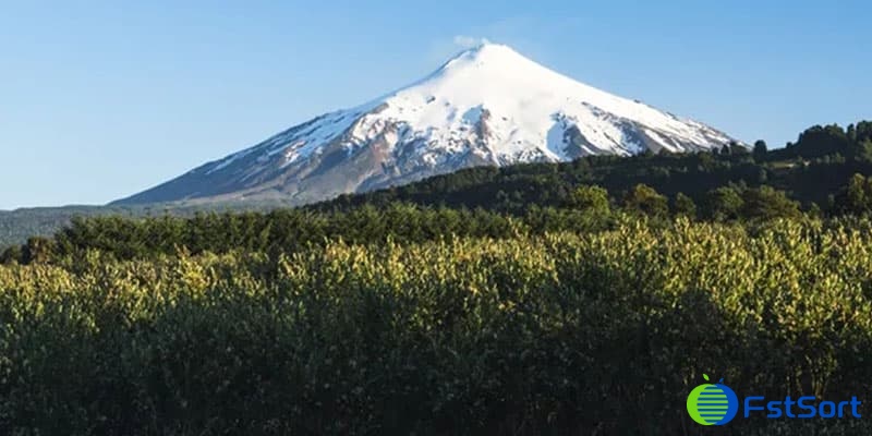blueberry farm blueberry farm