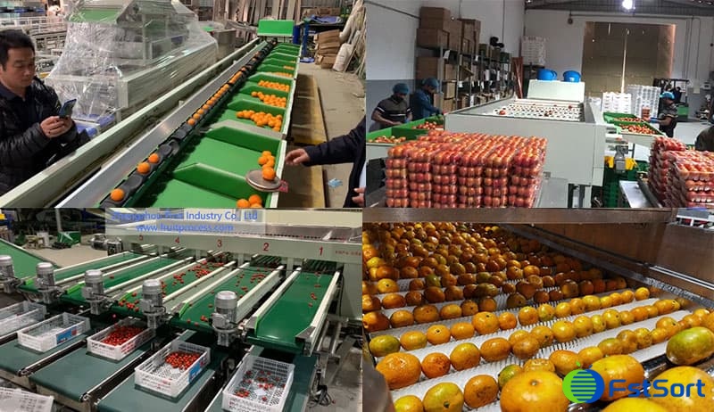 fruit-sorting fruit-sorting