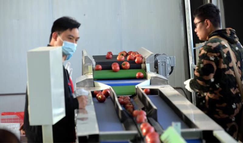 tomato-sorting-line