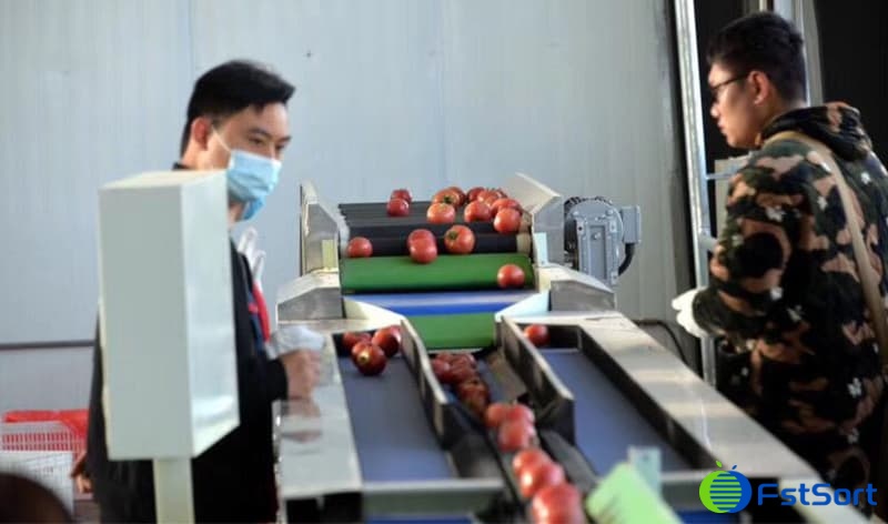 tomato-sorting-line tomato-sorting-line