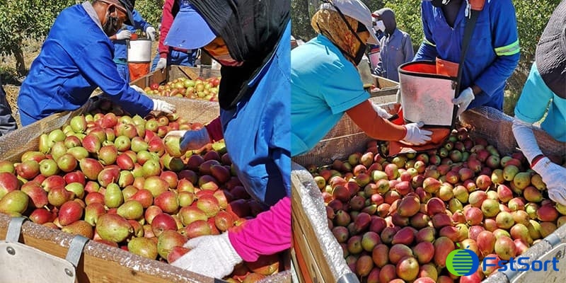 pear-harvet pear-harvet