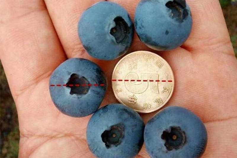 blueberries