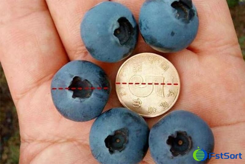 blueberries blueberries