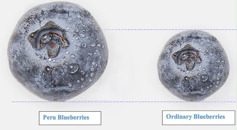 blueberries
