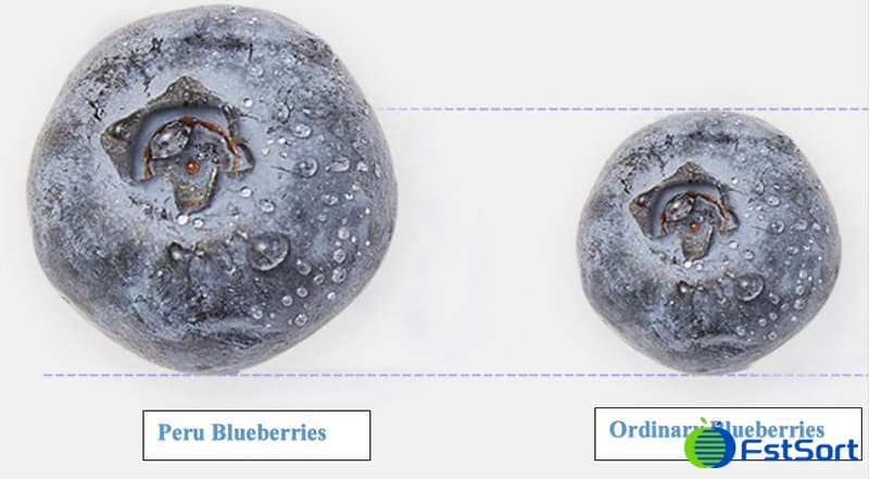 blueberries blueberries