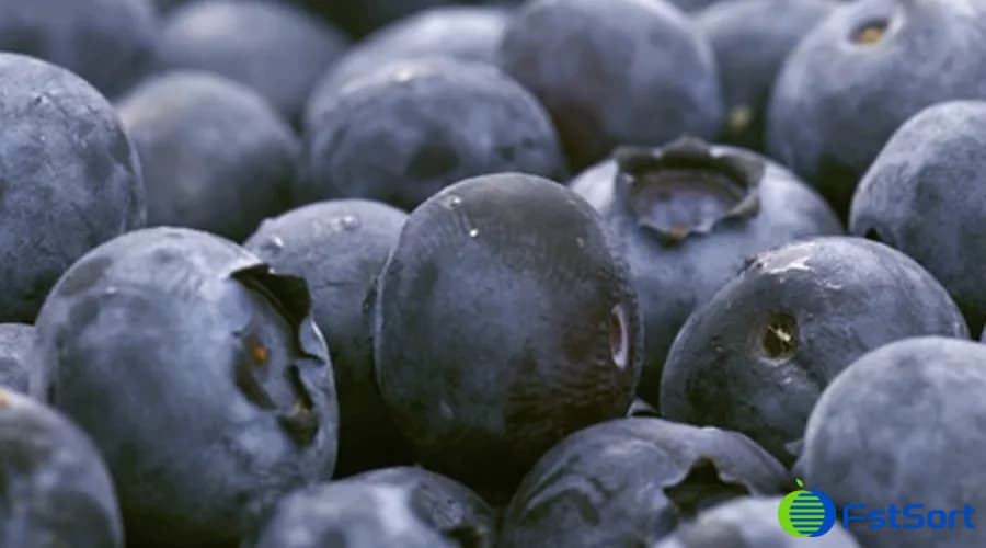 blueberries blueberries