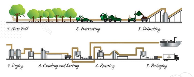 process-of-macadamia