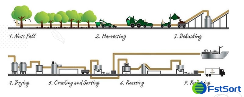 process-of-macadamia process-of-macadamia