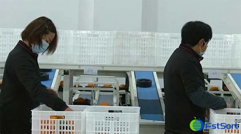 citrus-sorting-line citrus-sorting-line