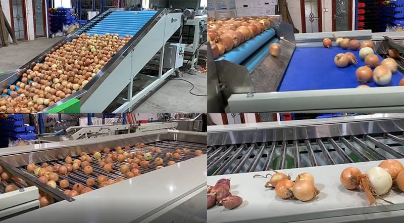 onion-grader