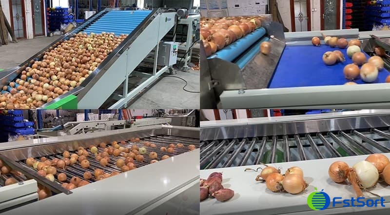 onion-grader onion-grader