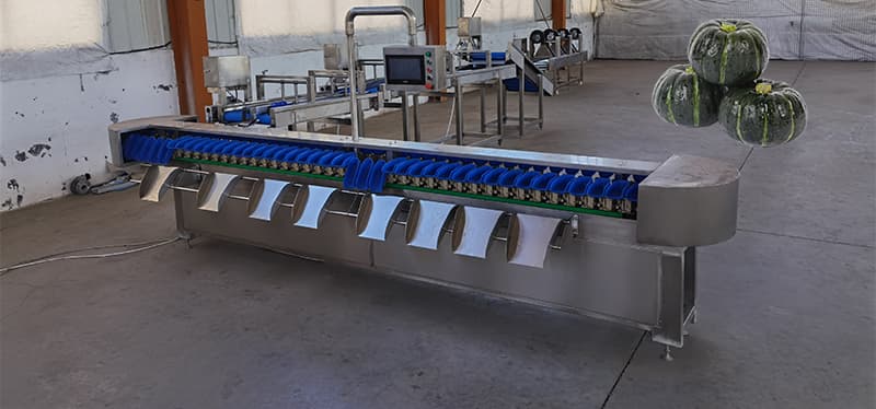 pumpkin-sorting-grading-machine