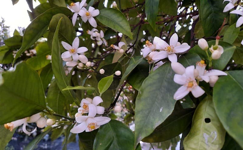 orange-flower