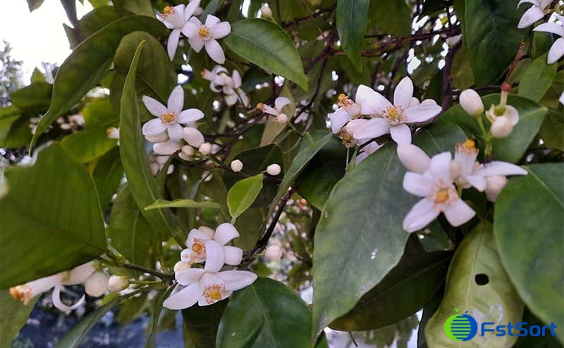 orange-flower orange-flower