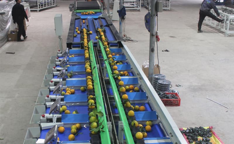orange-sorting