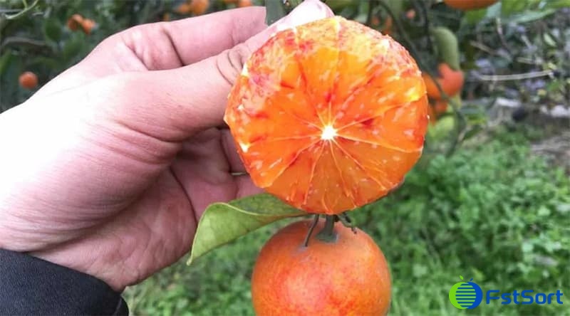 blood-oranges blood-oranges