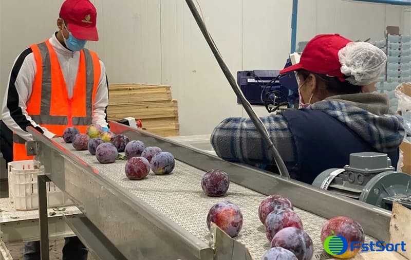 plums sorting packing plums sorting packing