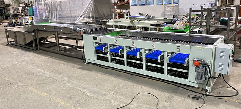 lychee-cleaning-sorting-line