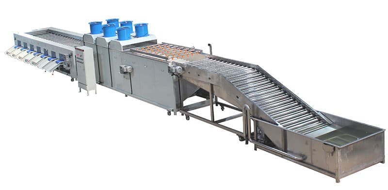 eggplant-cleaning-grading-line