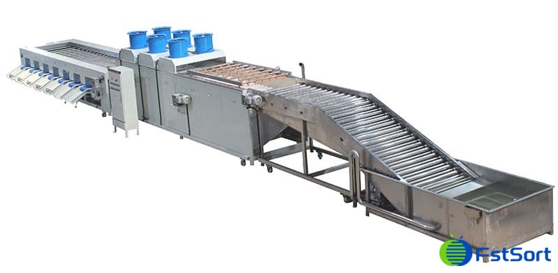 eggplant-cleaning-grading-line eggplant-cleaning-grading-line