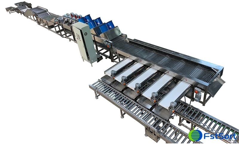 cherry-tomato-sorting-packing-line cherry-tomato-sorting-packing-line