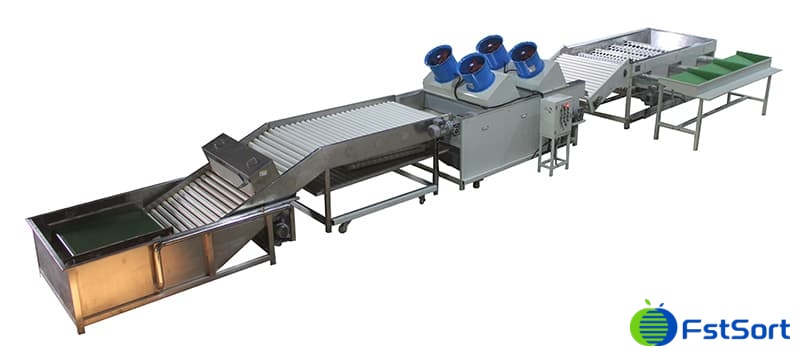 tomato-sorting-packing-line