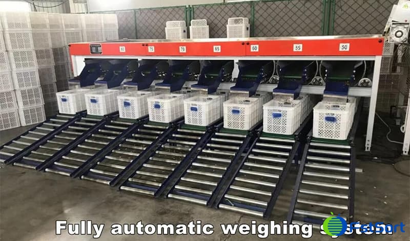 tomato weight packing line