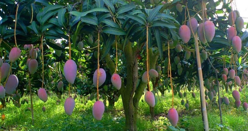 mango-tree