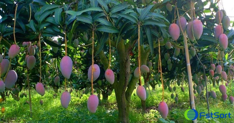 mango-tree mango-tree
