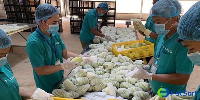 mango-sorting-packing mango-sorting-packing