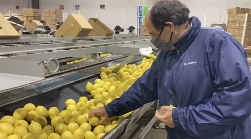 lemons lemons