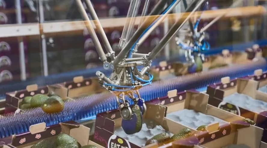 The world's first avocado packing robot The world's first avocado packing robot