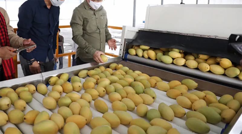 Mango-sorting-packing-line