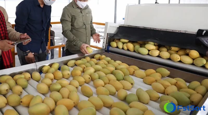 Mango-sorting-packing-line Mango-sorting-packing-line