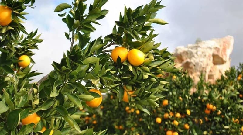 Yield growth in 2021 citrus season in Southern Hemisphere