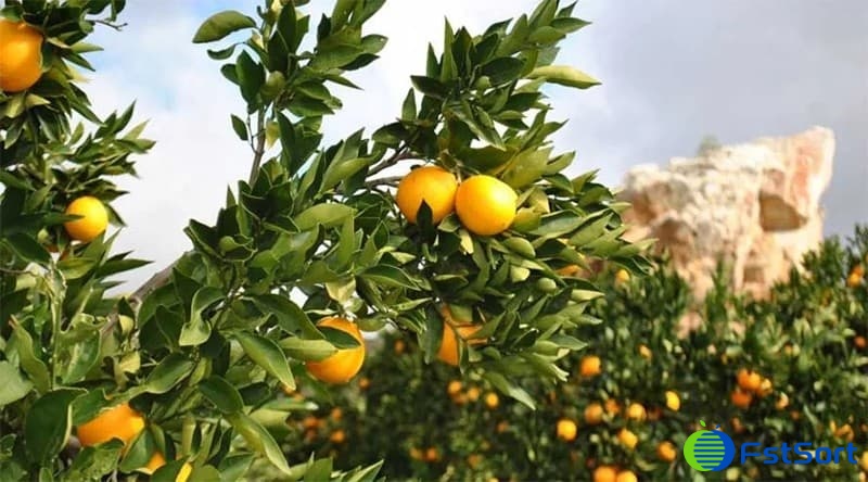 Yield growth in 2021 citrus season in Southern Hemisphere Yield growth in 2021 citrus season in Southern Hemisphere