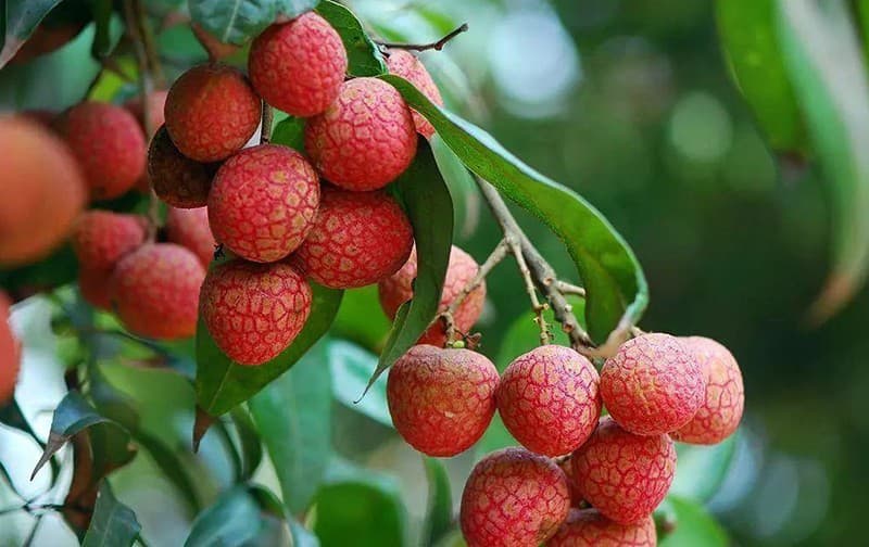 lychees
