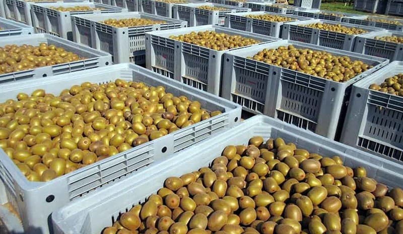 kiwi-fruits