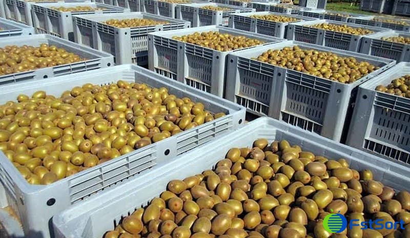 kiwi-fruits kiwi-fruits